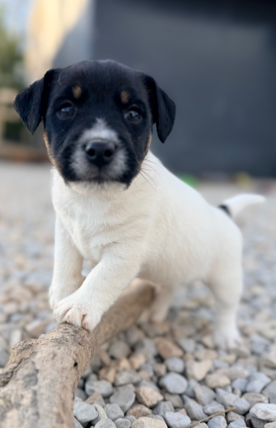 Des Niglots Du Gard - Chiots disponibles - Jack Russell Terrier