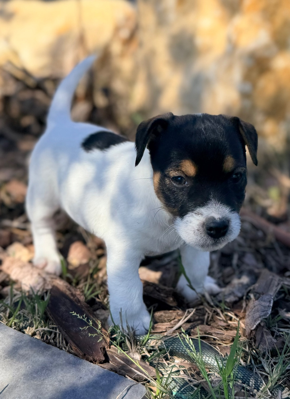 Des Niglots Du Gard - Chiots disponibles - Jack Russell Terrier