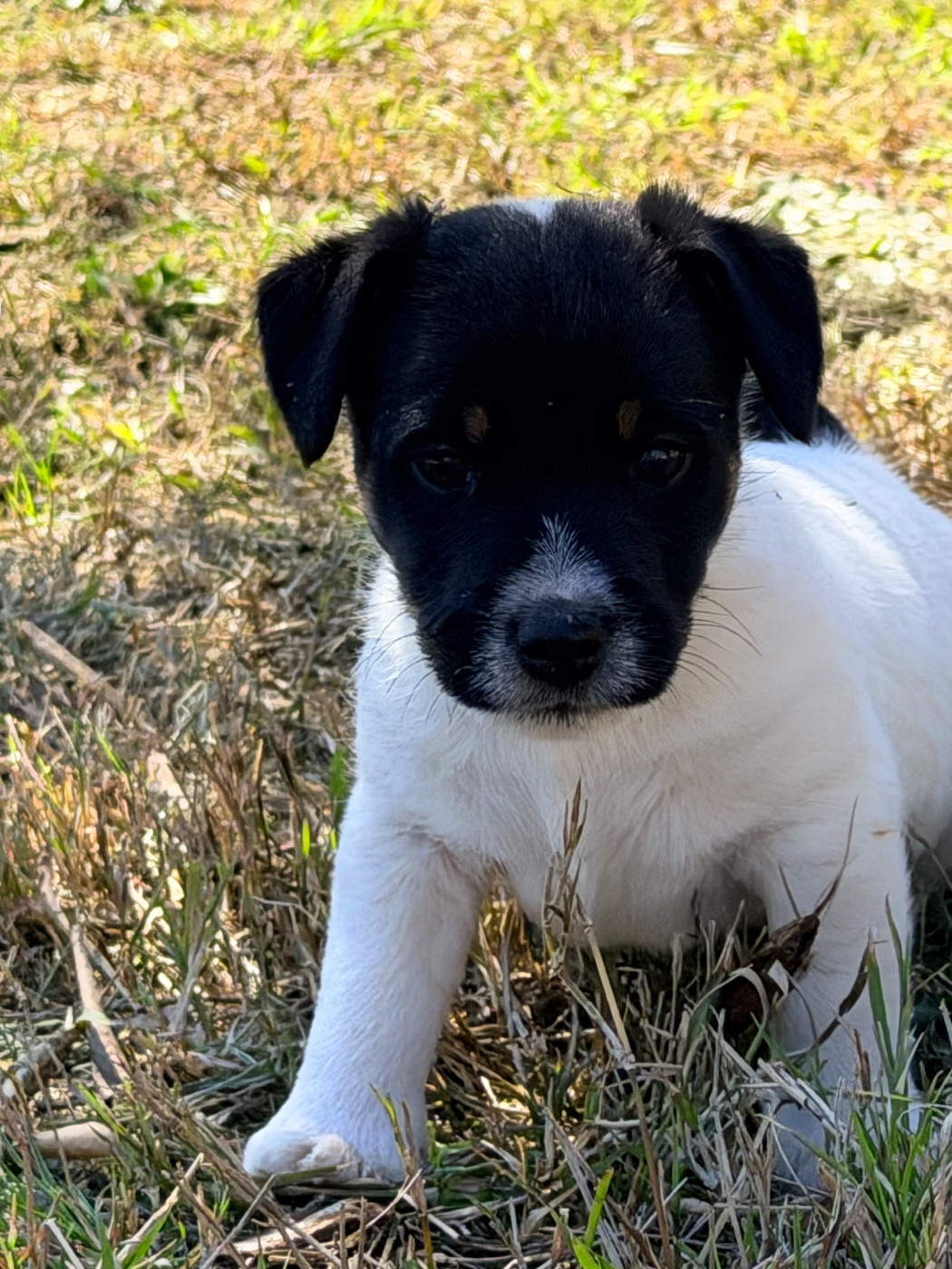 Des Niglots Du Gard - Chiots disponibles - Jack Russell Terrier