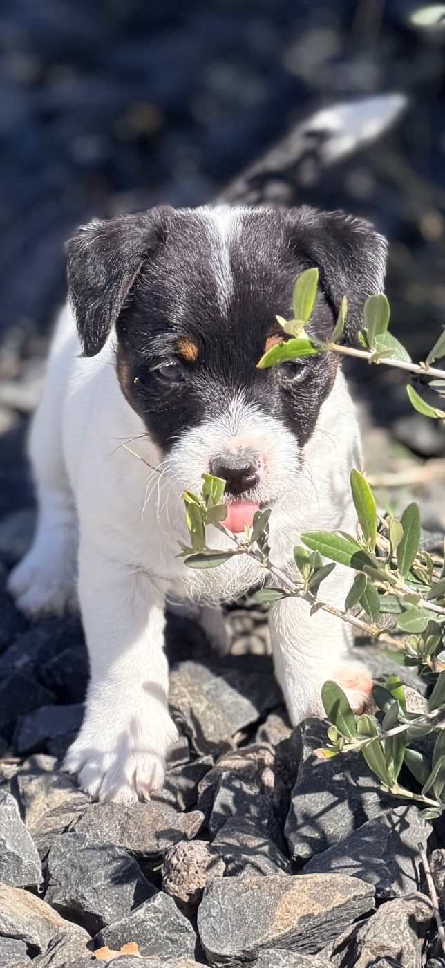 Des Niglots Du Gard - Chiots disponibles - Jack Russell Terrier