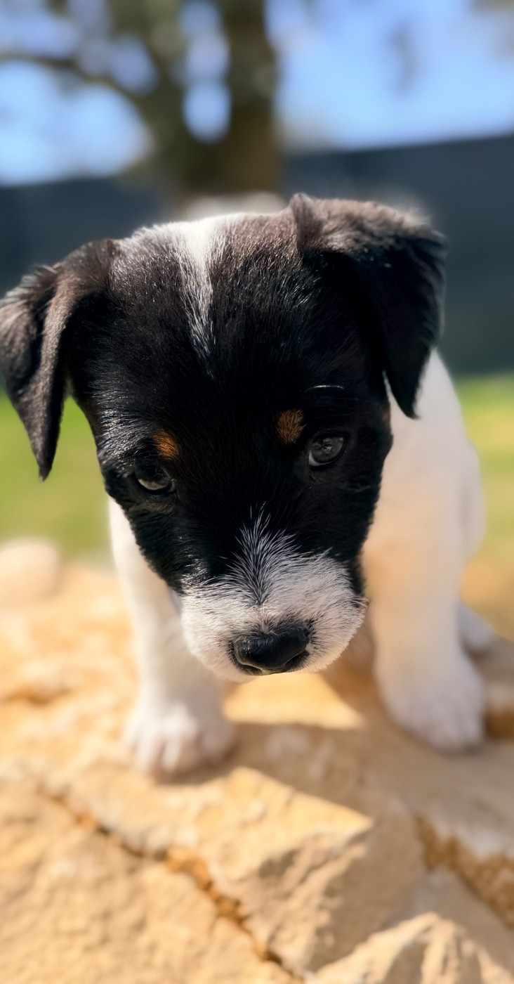 Des Niglots Du Gard - Chiots disponibles - Jack Russell Terrier