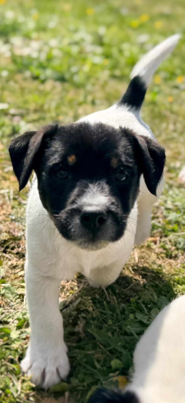 Des Niglots Du Gard - Chiots disponibles - Jack Russell Terrier