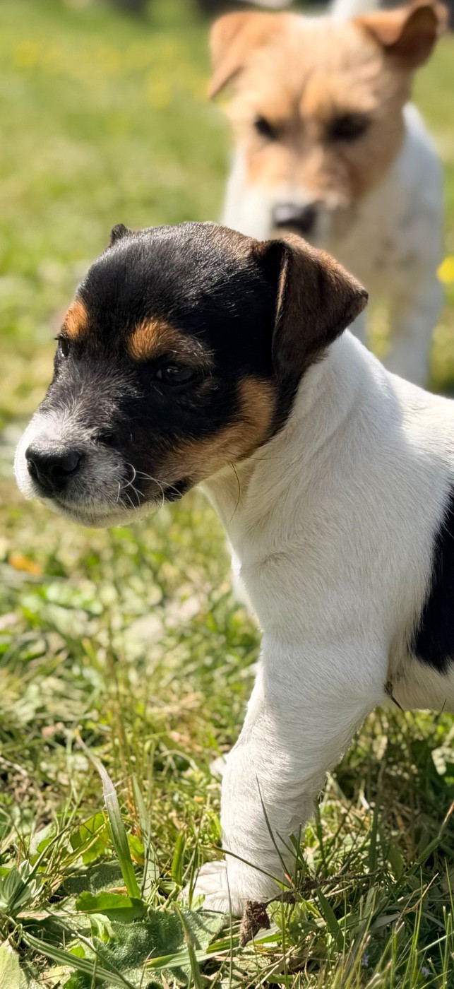 Des Niglots Du Gard - Chiots disponibles - Jack Russell Terrier