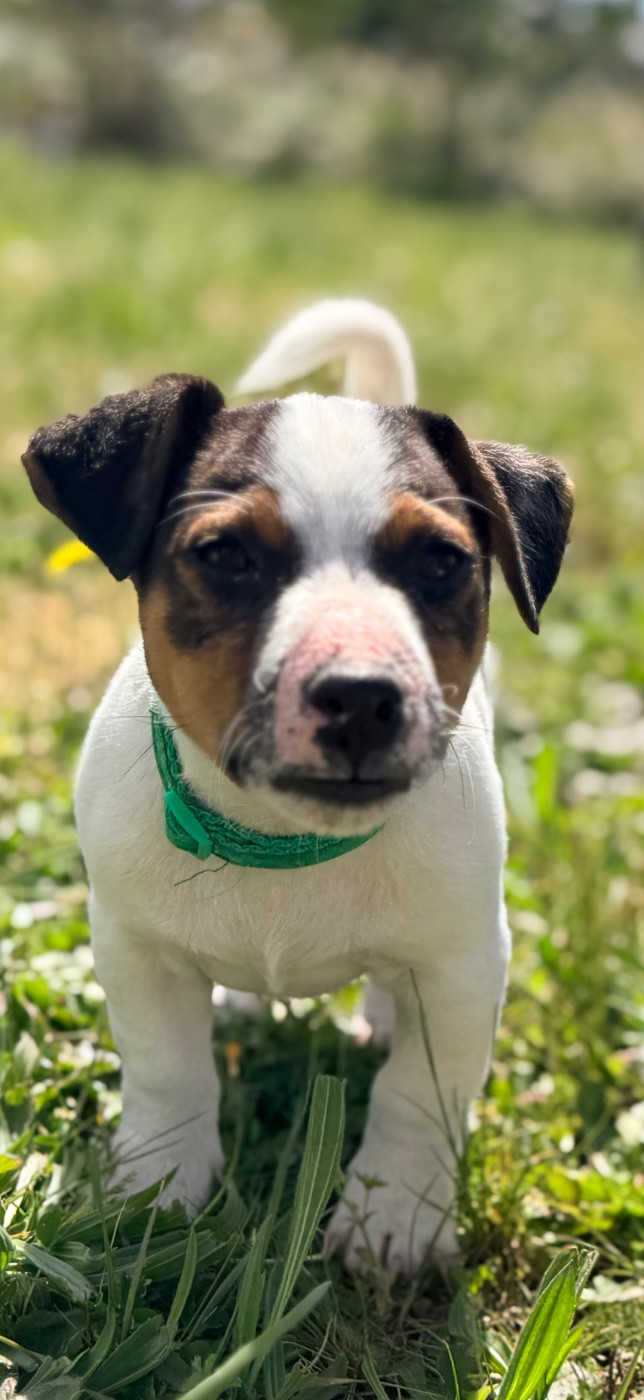 Des Niglots Du Gard - Chiots disponibles - Jack Russell Terrier