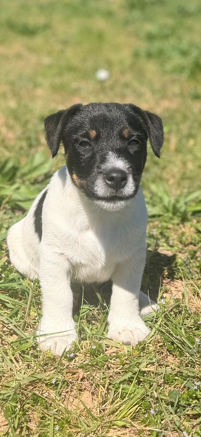Des Niglots Du Gard - Chiots disponibles - Jack Russell Terrier