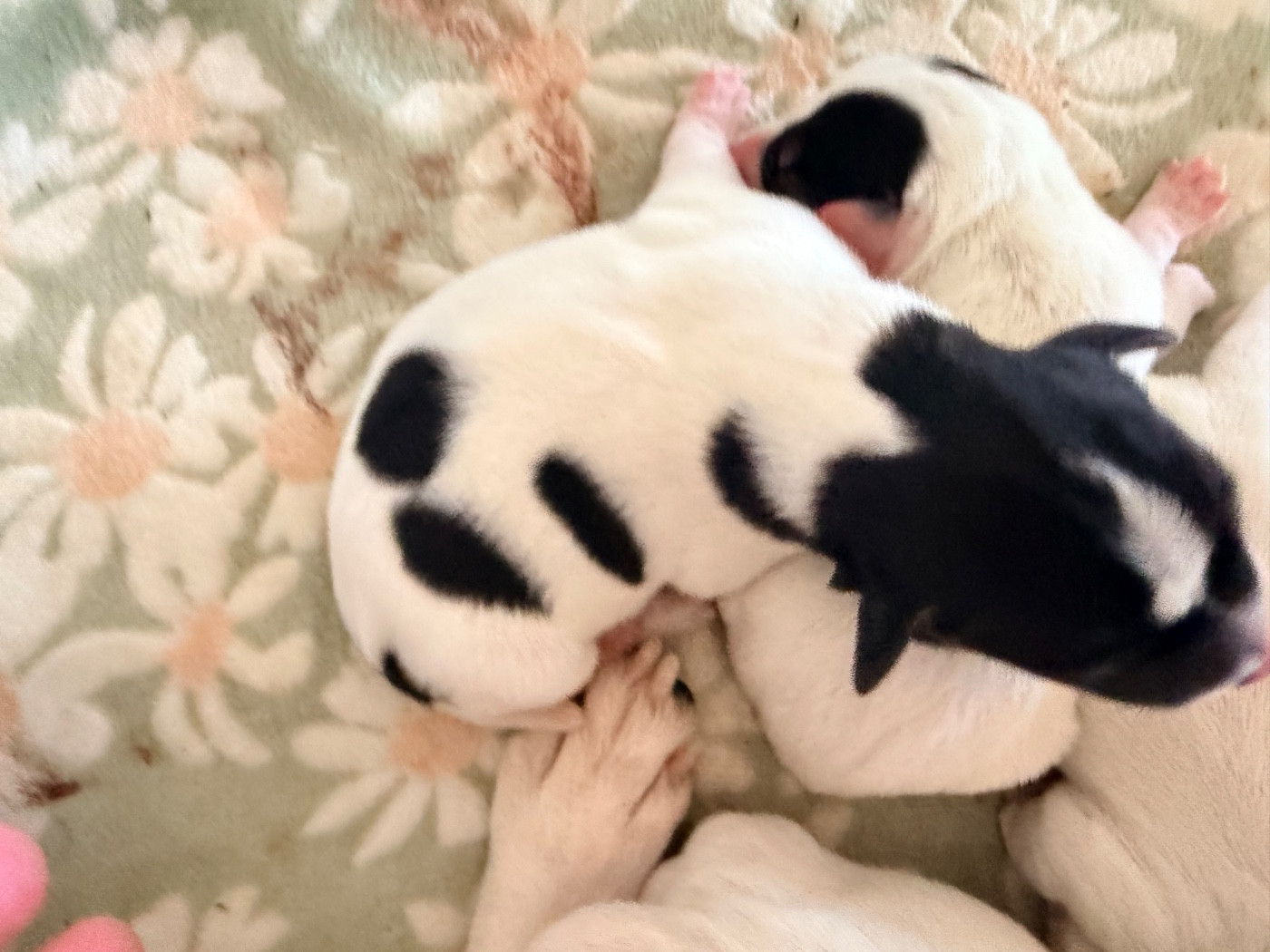 Des Niglots Du Gard - Chiots disponibles - Jack Russell Terrier