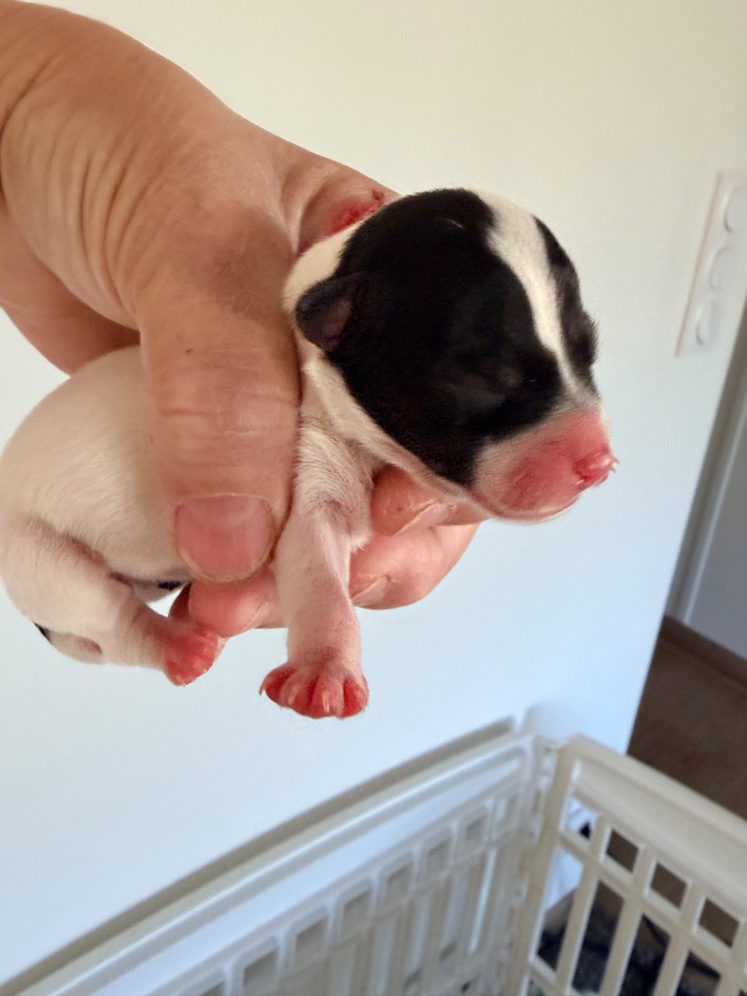 Des Niglots Du Gard - Chiots disponibles - Jack Russell Terrier