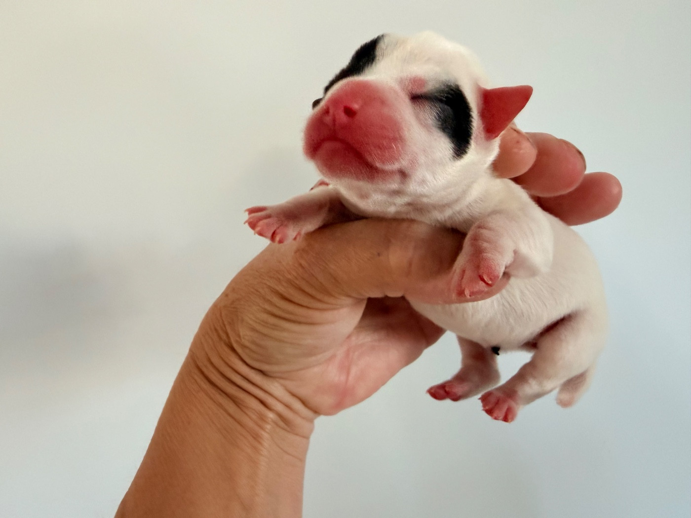 Des Niglots Du Gard - Chiots disponibles - Jack Russell Terrier