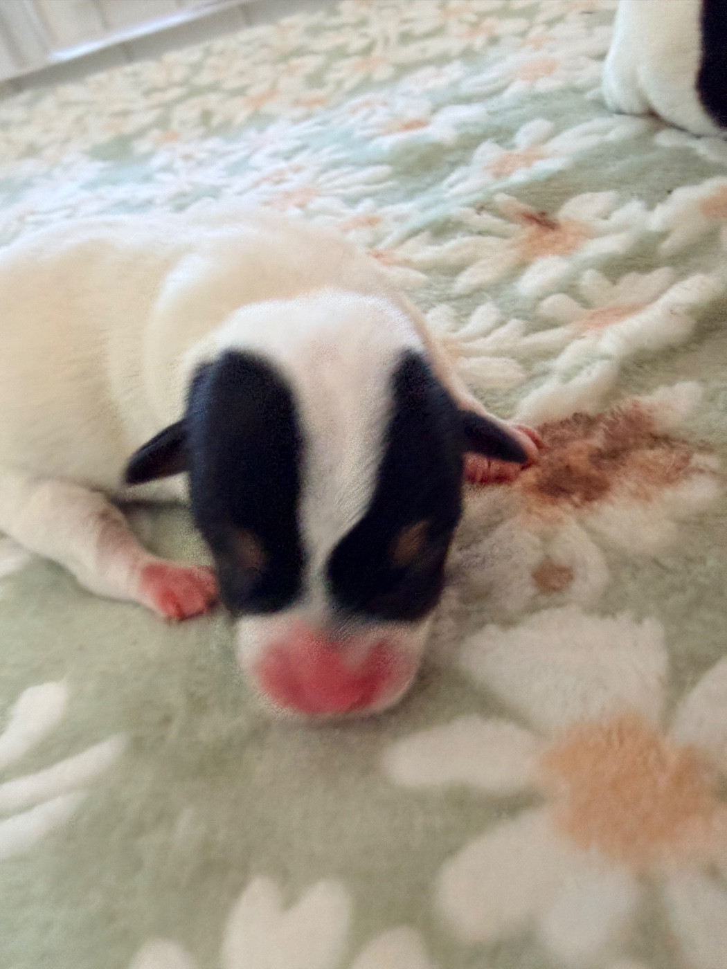 Des Niglots Du Gard - Chiots disponibles - Jack Russell Terrier