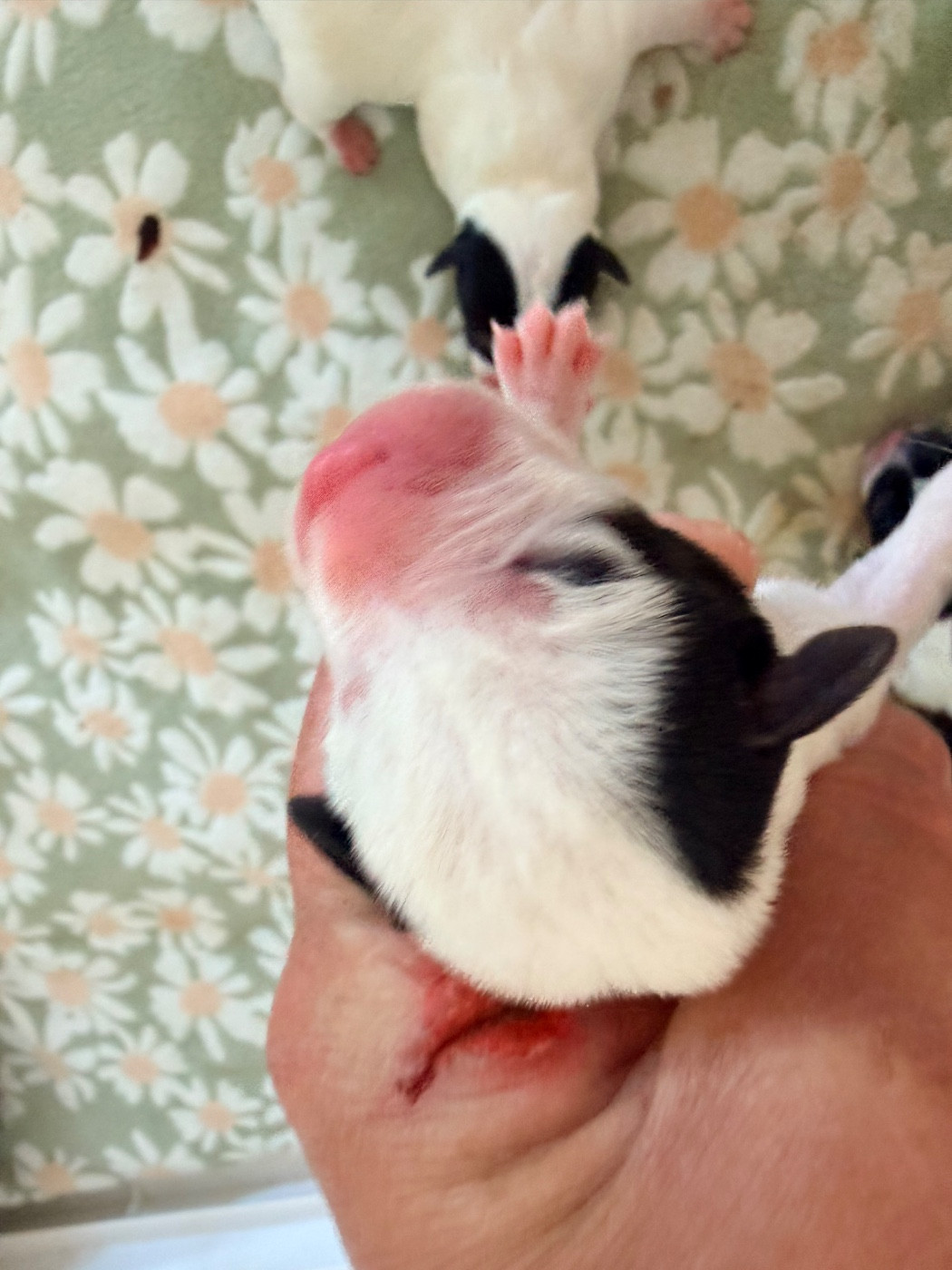 Des Niglots Du Gard - Chiots disponibles - Jack Russell Terrier