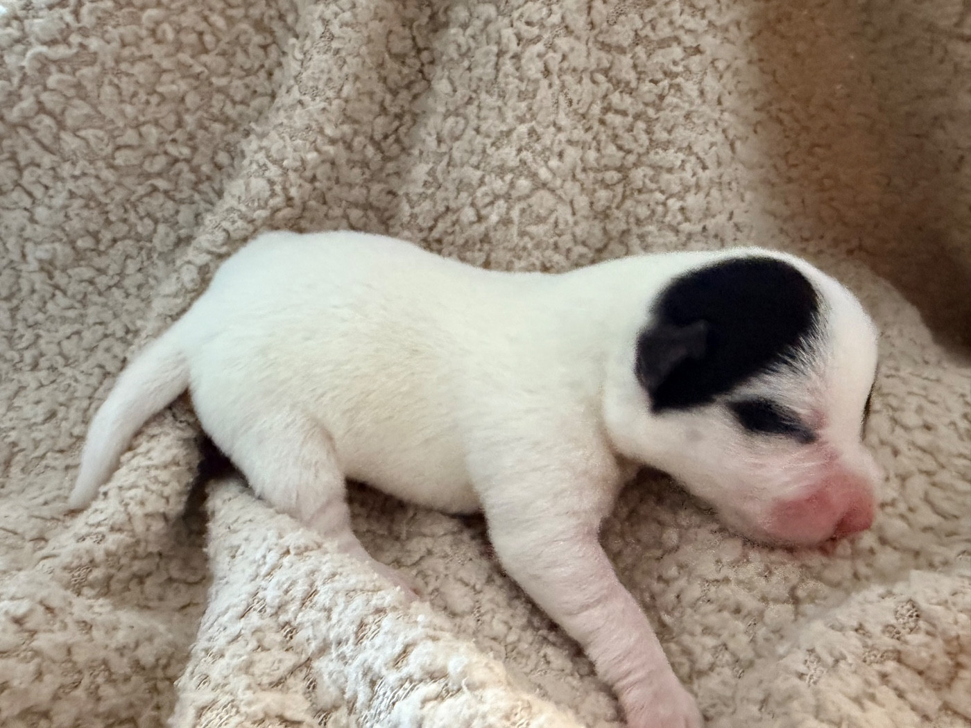 Des Niglots Du Gard - Chiots disponibles - Jack Russell Terrier