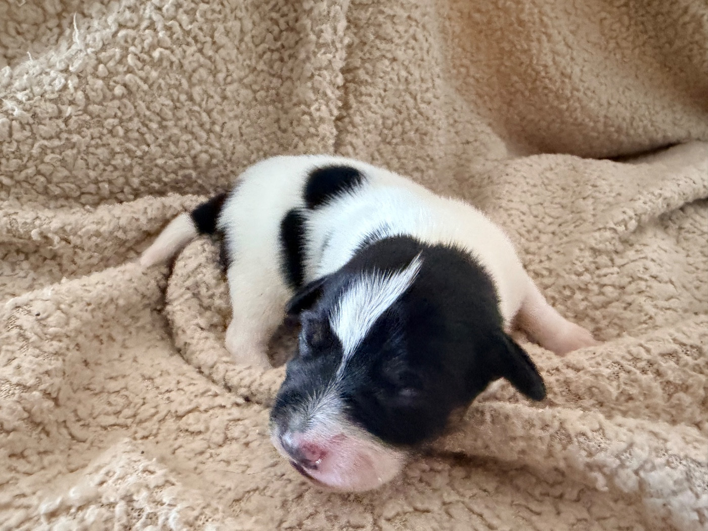 Des Niglots Du Gard - Chiots disponibles - Jack Russell Terrier