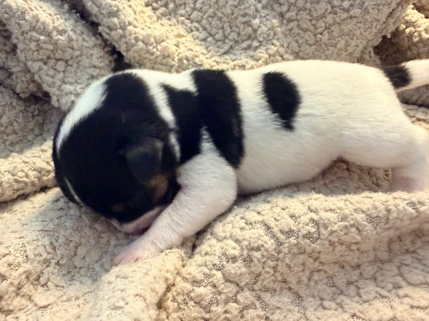 Des Niglots Du Gard - Chiots disponibles - Jack Russell Terrier