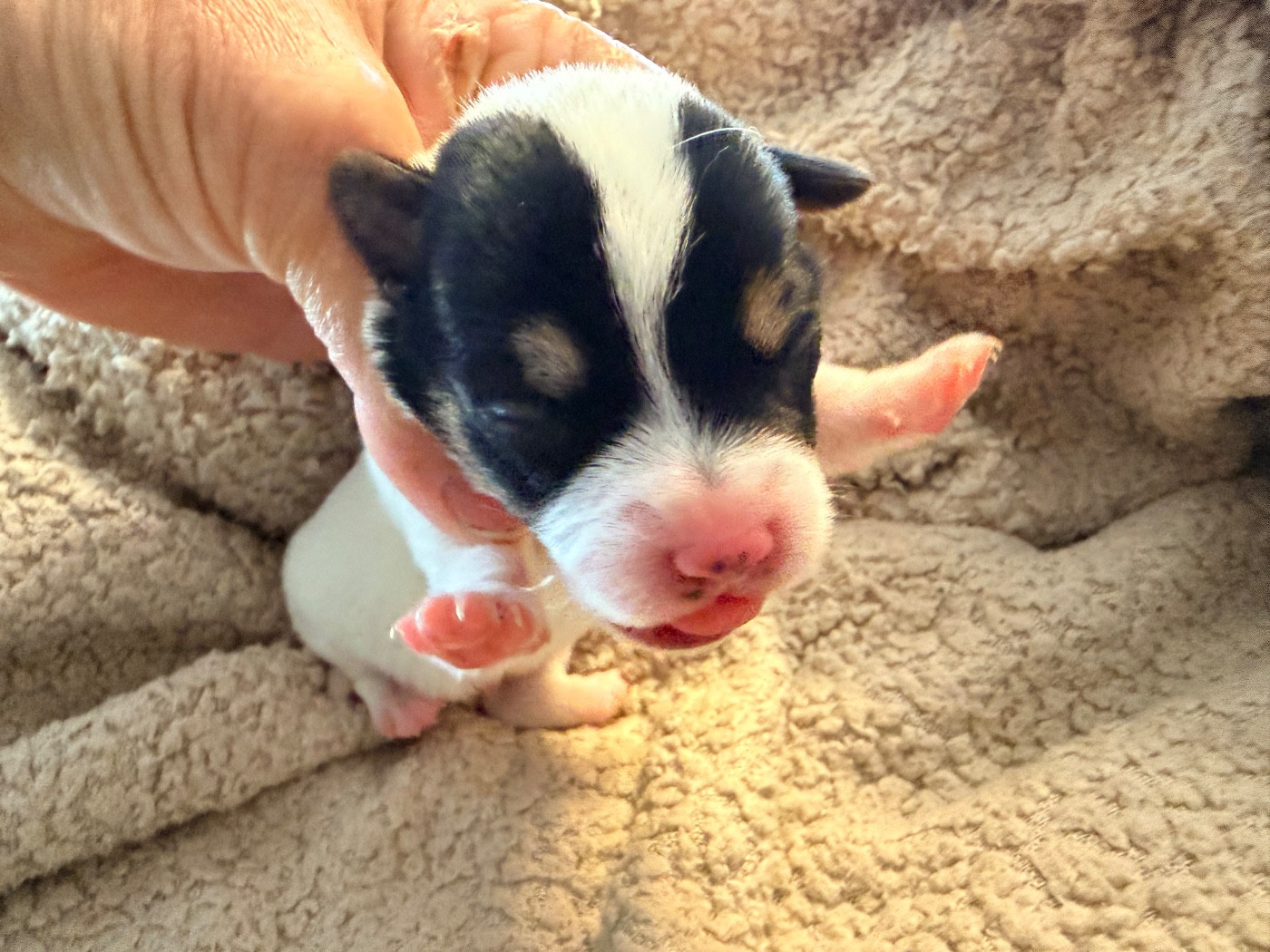 Des Niglots Du Gard - Chiots disponibles - Jack Russell Terrier