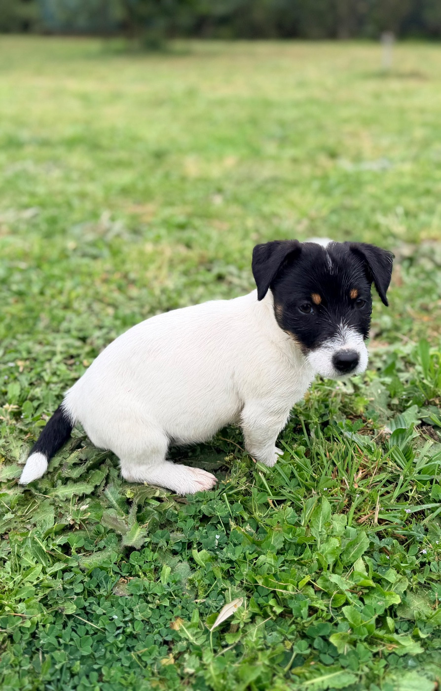 Des Niglots Du Gard - Chiots disponibles - Jack Russell Terrier