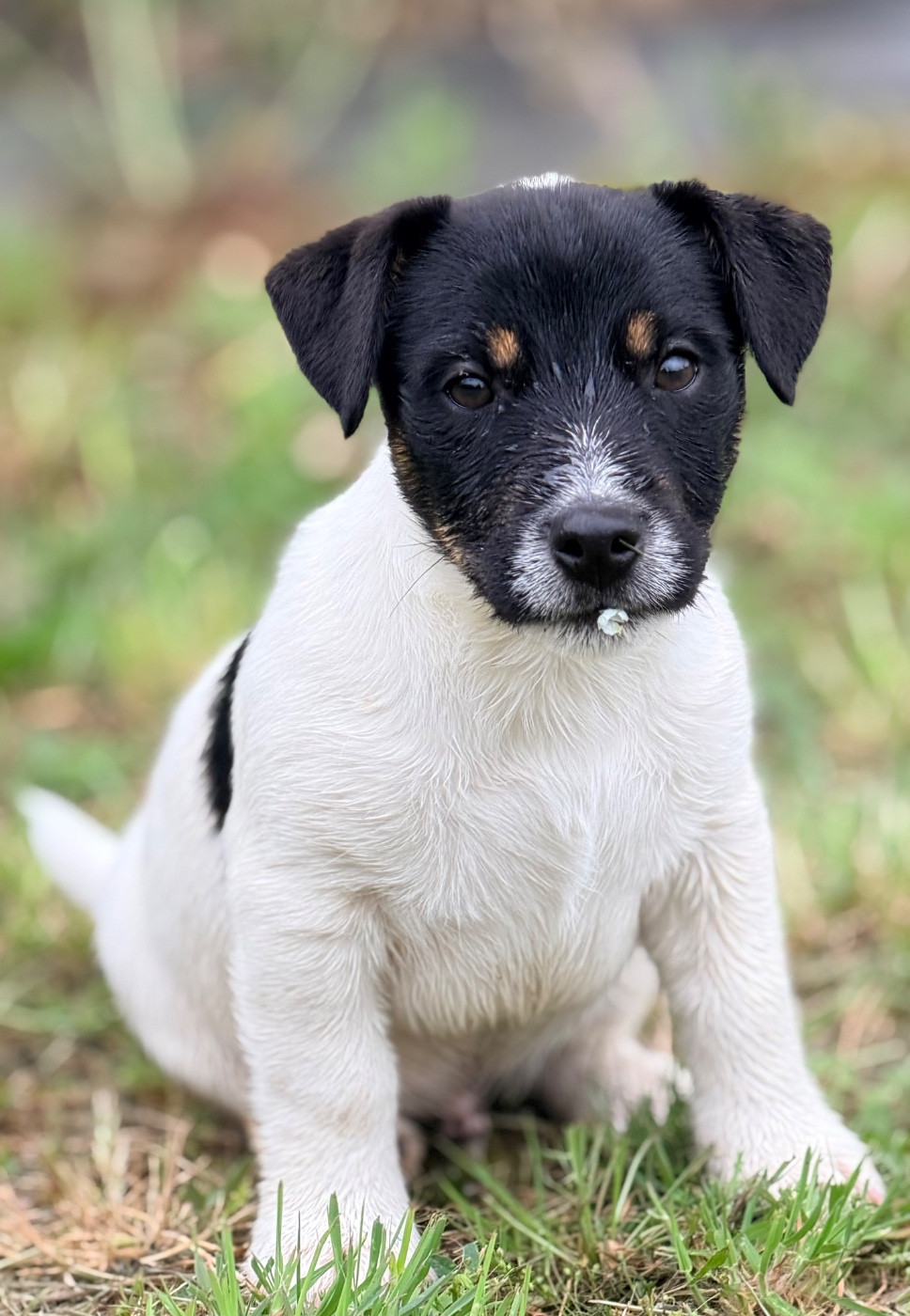 Des Niglots Du Gard - Chiots disponibles - Jack Russell Terrier