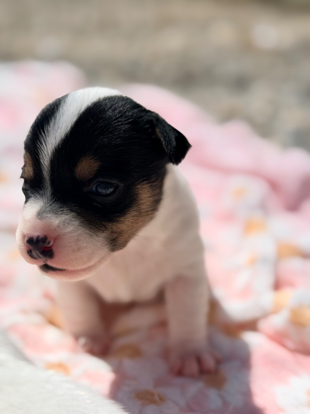 Des Niglots Du Gard - Chiots disponibles - Jack Russell Terrier