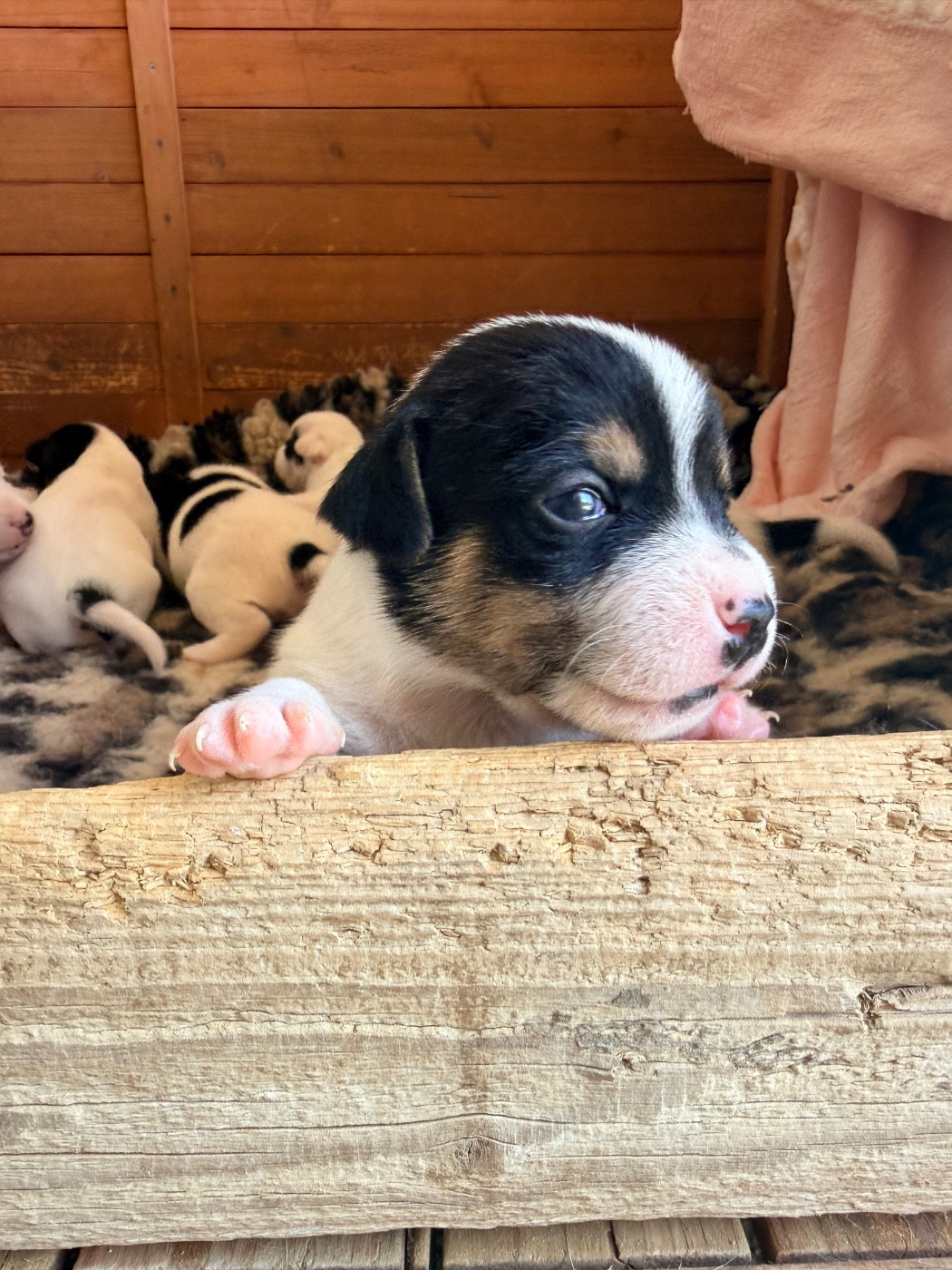 Des Niglots Du Gard - Chiots disponibles - Jack Russell Terrier