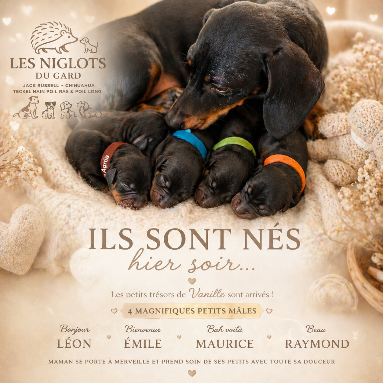Des Niglots Du Gard - Chiots disponibles - Teckel poil ras