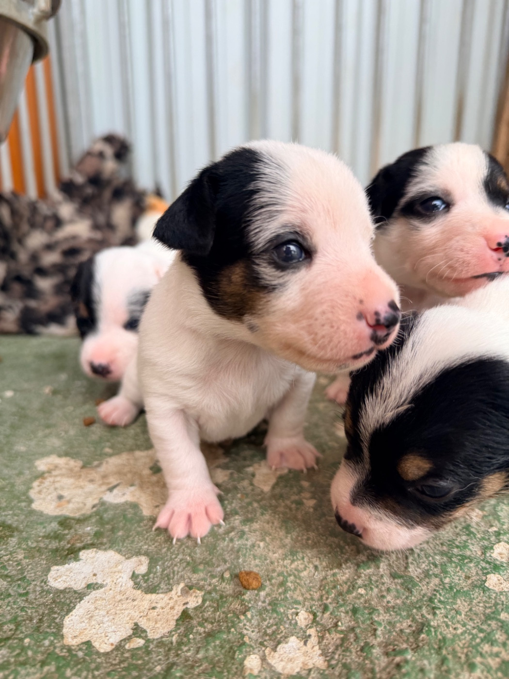 Des Niglots Du Gard - Chiots disponibles - Jack Russell Terrier