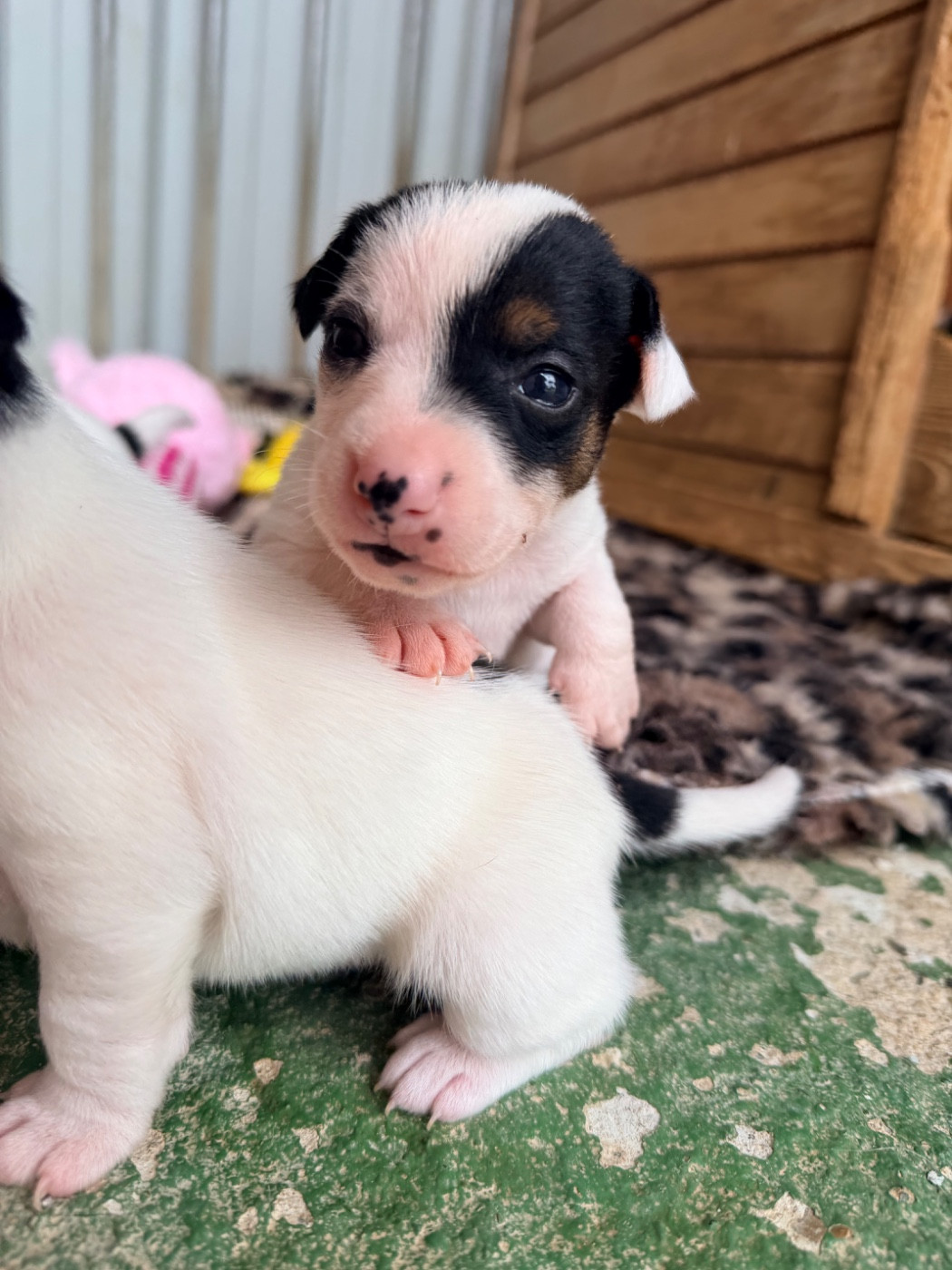 Des Niglots Du Gard - Chiots disponibles - Jack Russell Terrier