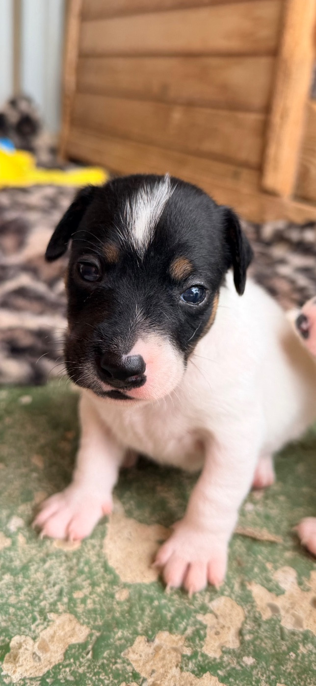 Des Niglots Du Gard - Chiots disponibles - Jack Russell Terrier