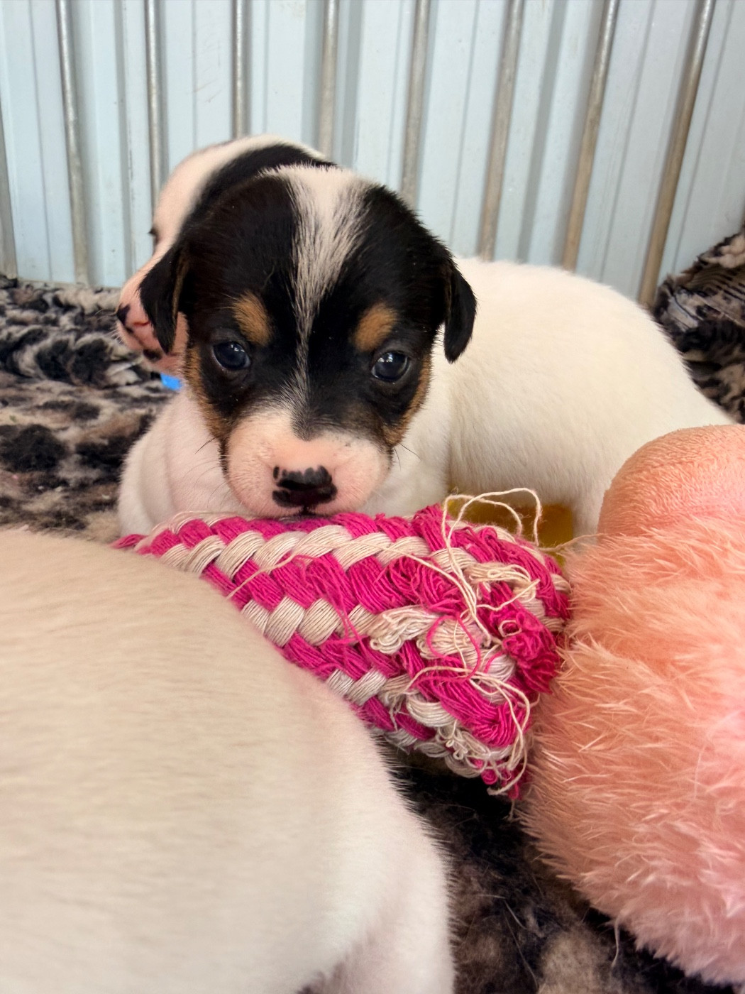 Des Niglots Du Gard - Chiots disponibles - Jack Russell Terrier