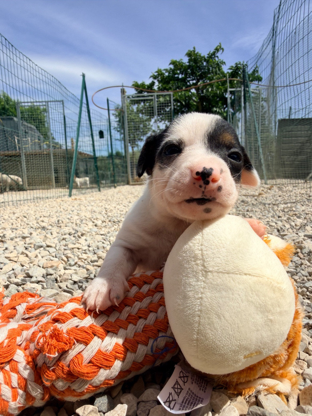 Des Niglots Du Gard - Chiots disponibles - Jack Russell Terrier