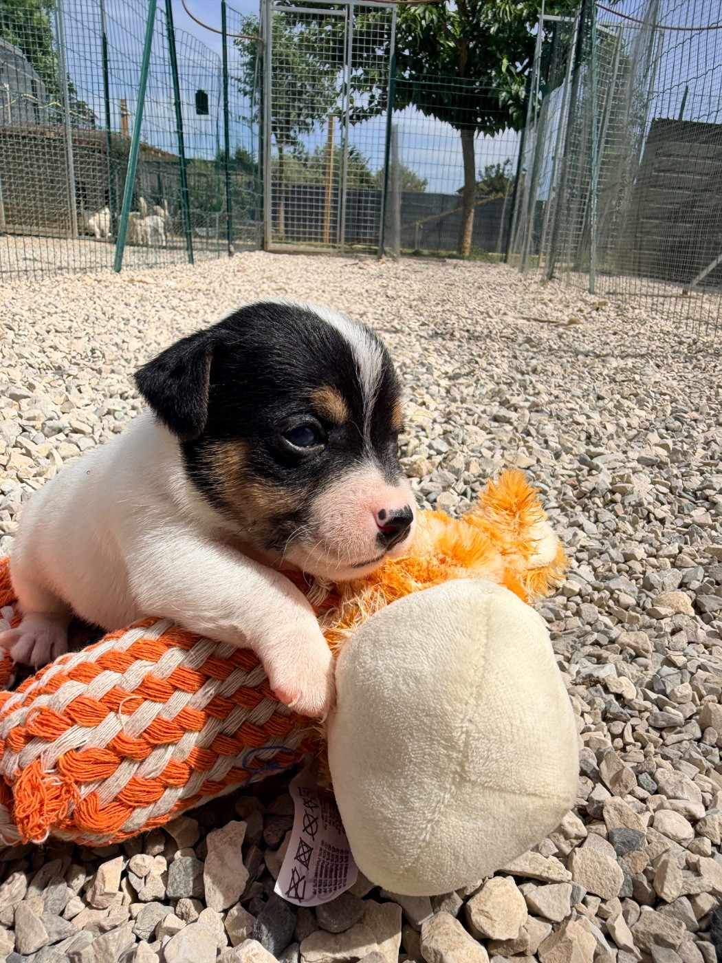 Des Niglots Du Gard - Chiots disponibles - Jack Russell Terrier