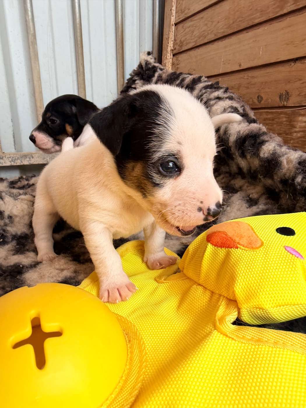 Des Niglots Du Gard - Chiots disponibles - Jack Russell Terrier