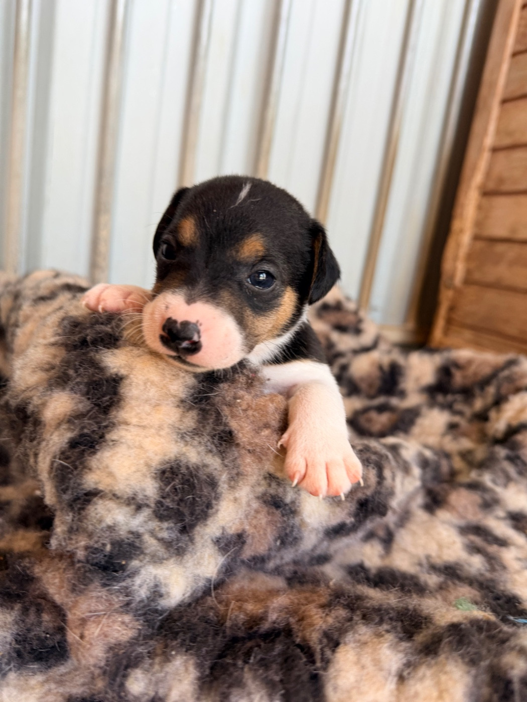 Des Niglots Du Gard - Chiots disponibles - Jack Russell Terrier