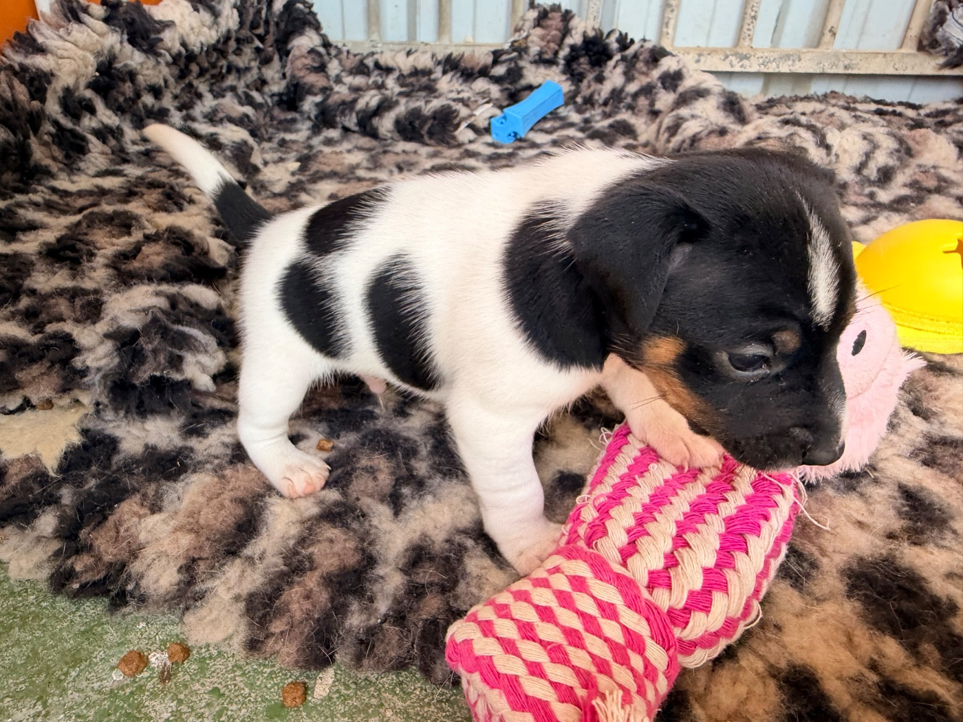 Des Niglots Du Gard - Chiots disponibles - Jack Russell Terrier