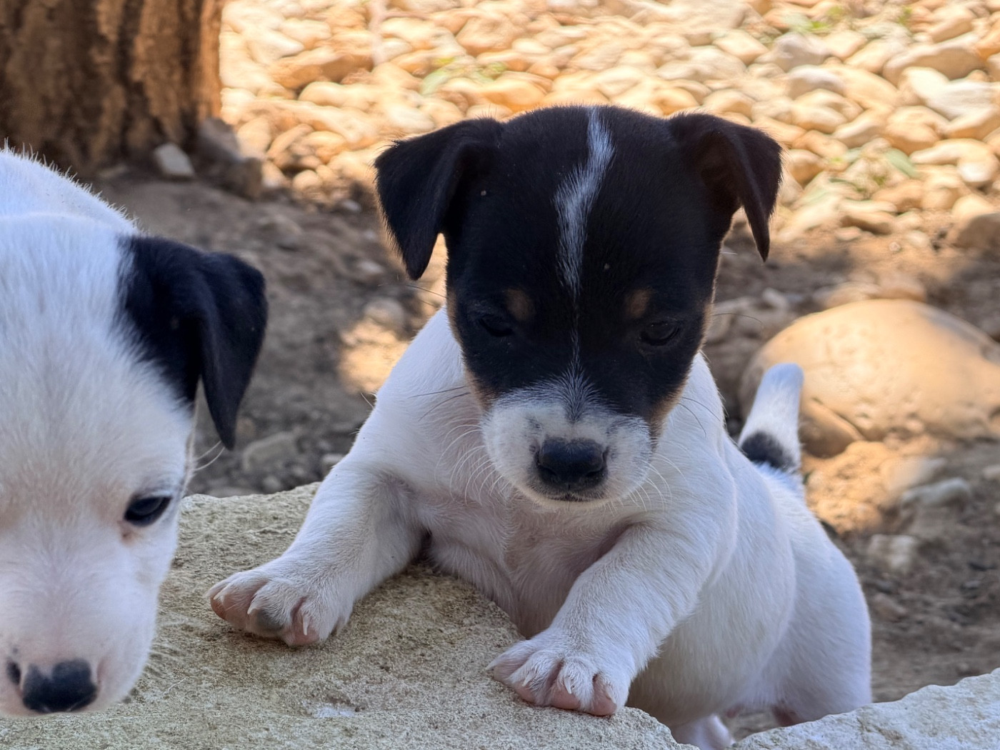 Des Niglots Du Gard - Chiots disponibles - Jack Russell Terrier