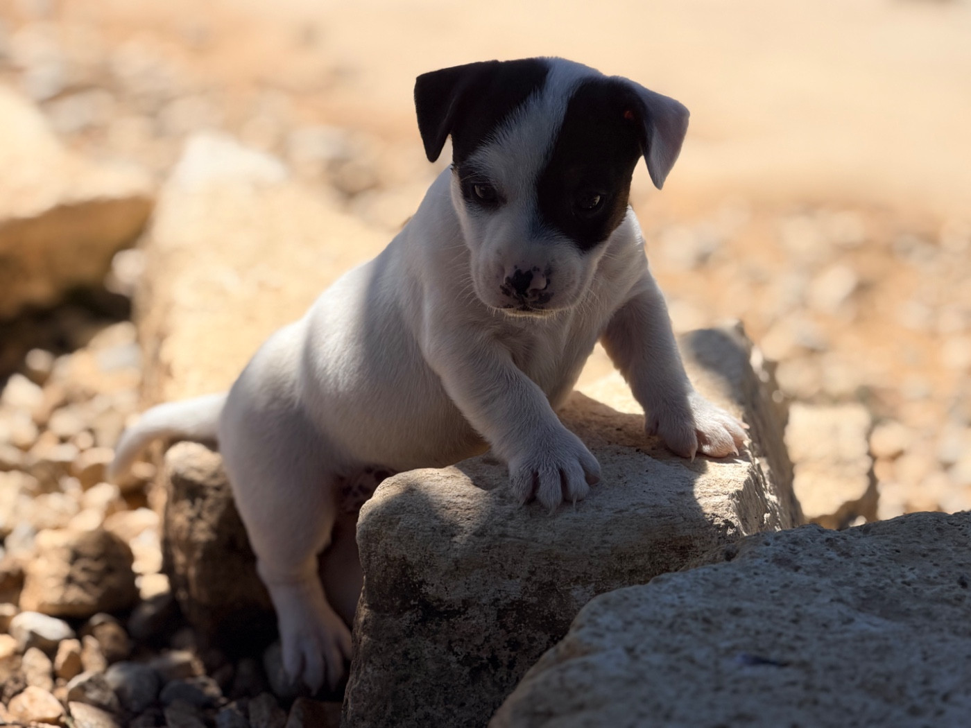 Des Niglots Du Gard - Chiots disponibles - Jack Russell Terrier