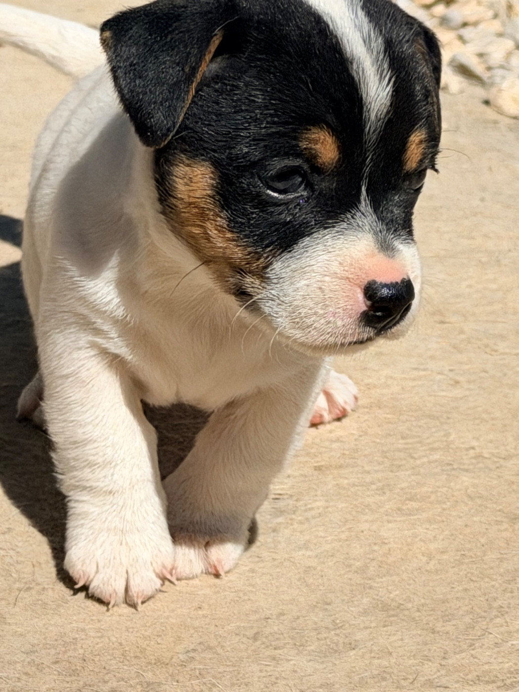 Des Niglots Du Gard - Chiots disponibles - Jack Russell Terrier
