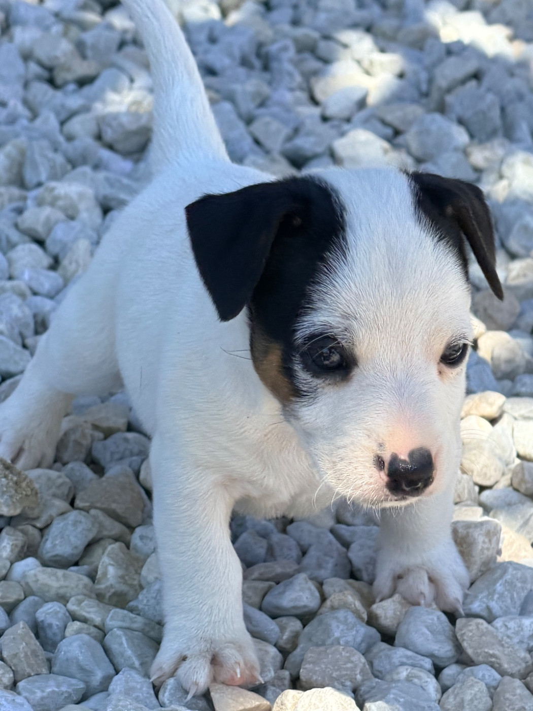 Des Niglots Du Gard - Chiots disponibles - Jack Russell Terrier