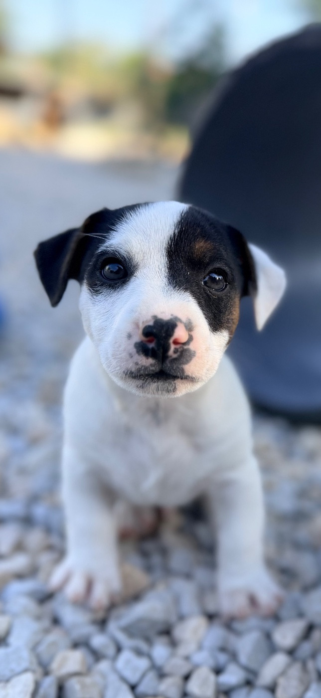 Des Niglots Du Gard - Chiots disponibles - Jack Russell Terrier