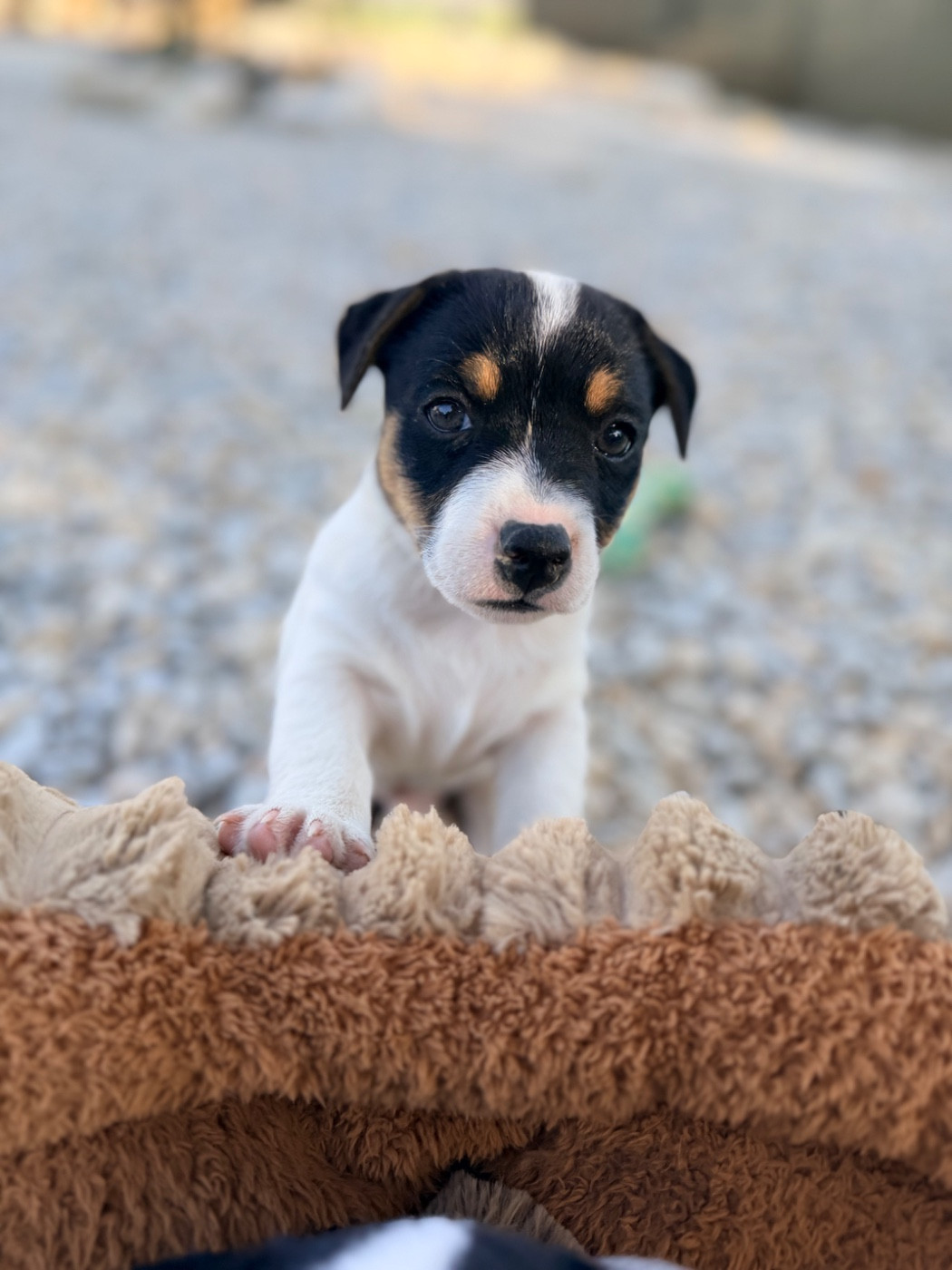 Des Niglots Du Gard - Chiots disponibles - Jack Russell Terrier