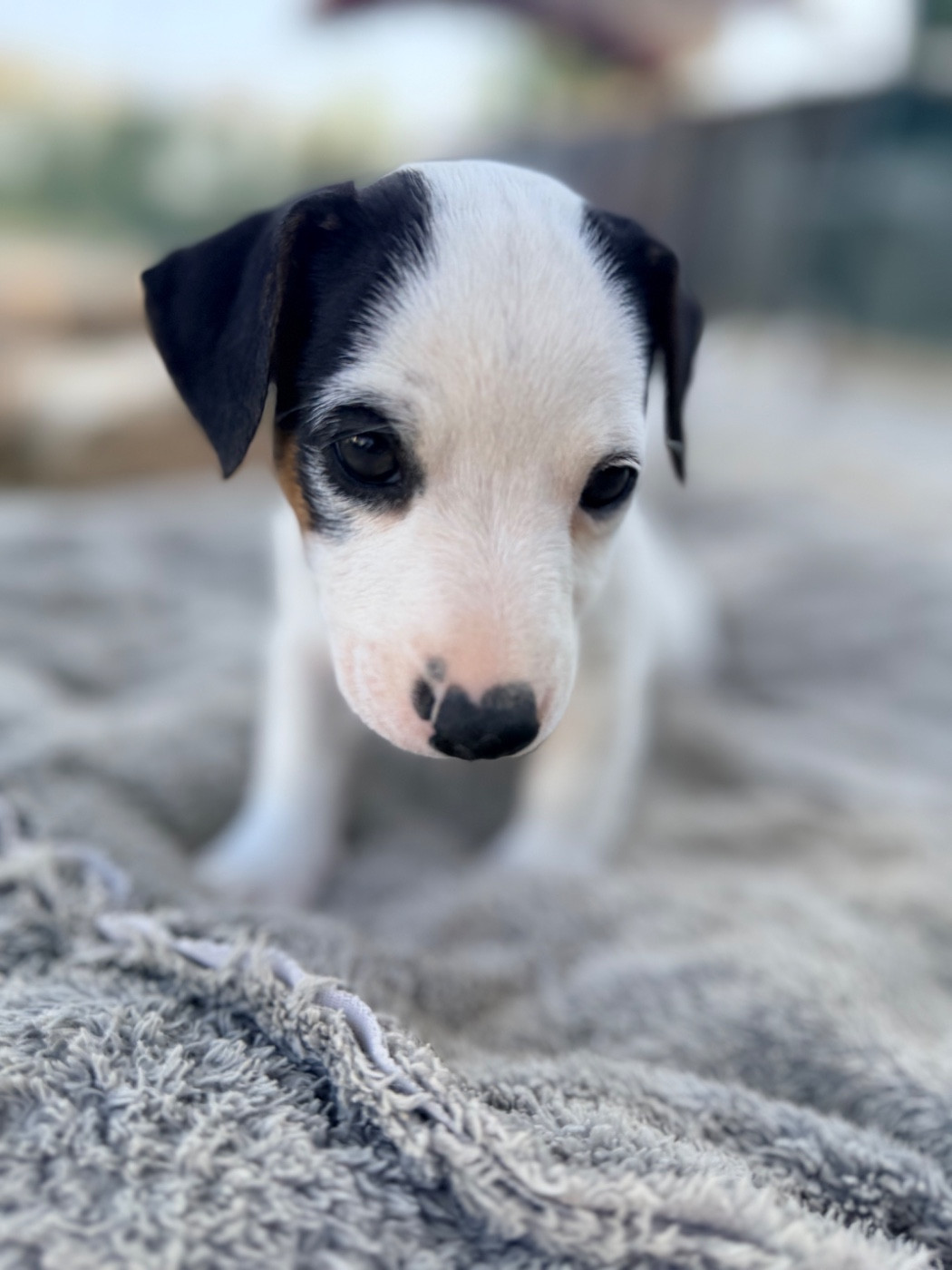 Des Niglots Du Gard - Chiots disponibles - Jack Russell Terrier