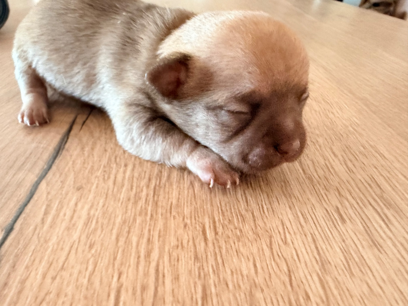 Des Niglots Du Gard - Chiots disponibles - Chihuahua