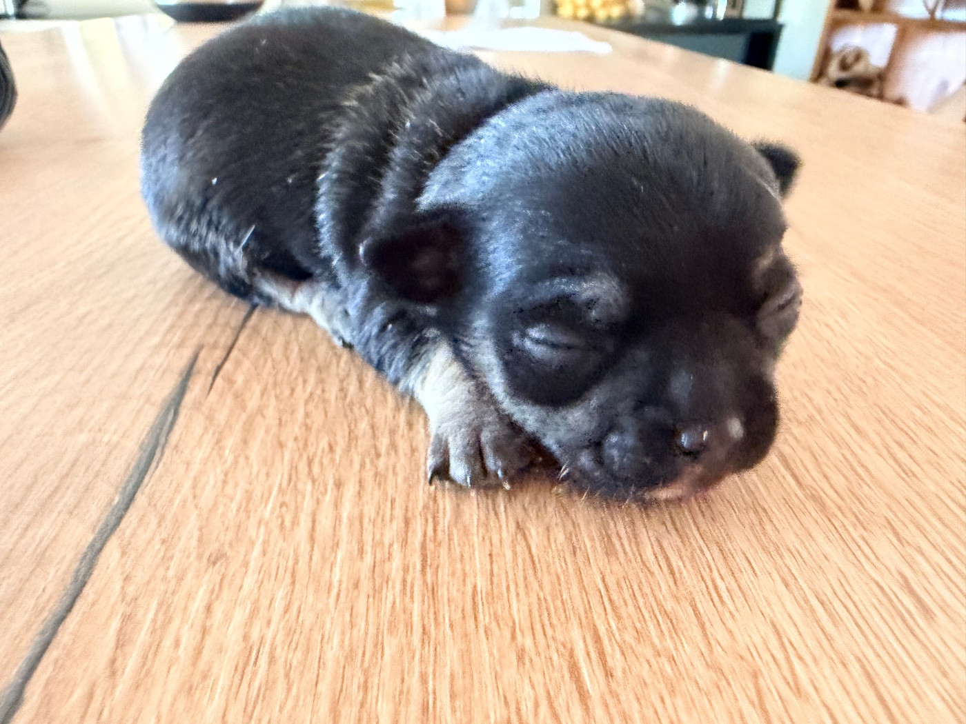 Des Niglots Du Gard - Chiots disponibles - Chihuahua