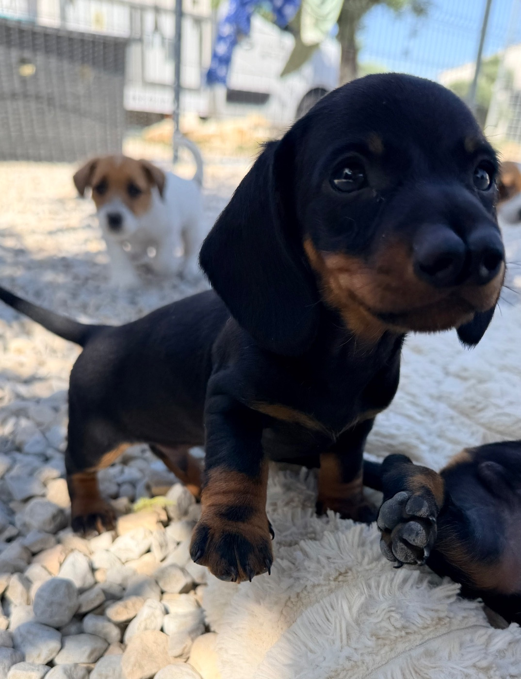 Des Niglots Du Gard - Chiots disponibles - Teckel poil ras