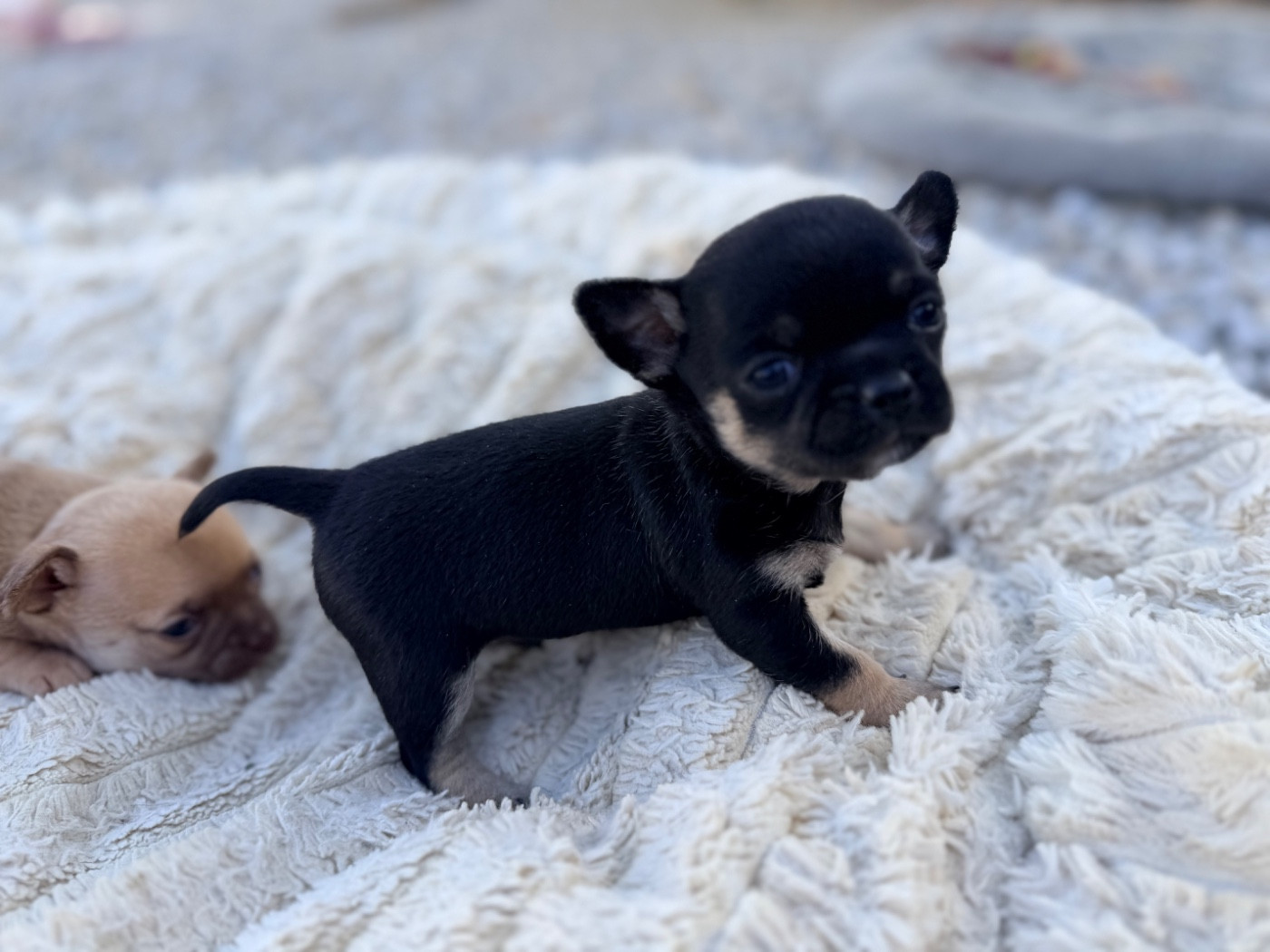 Des Niglots Du Gard - Chiots disponibles - Chihuahua