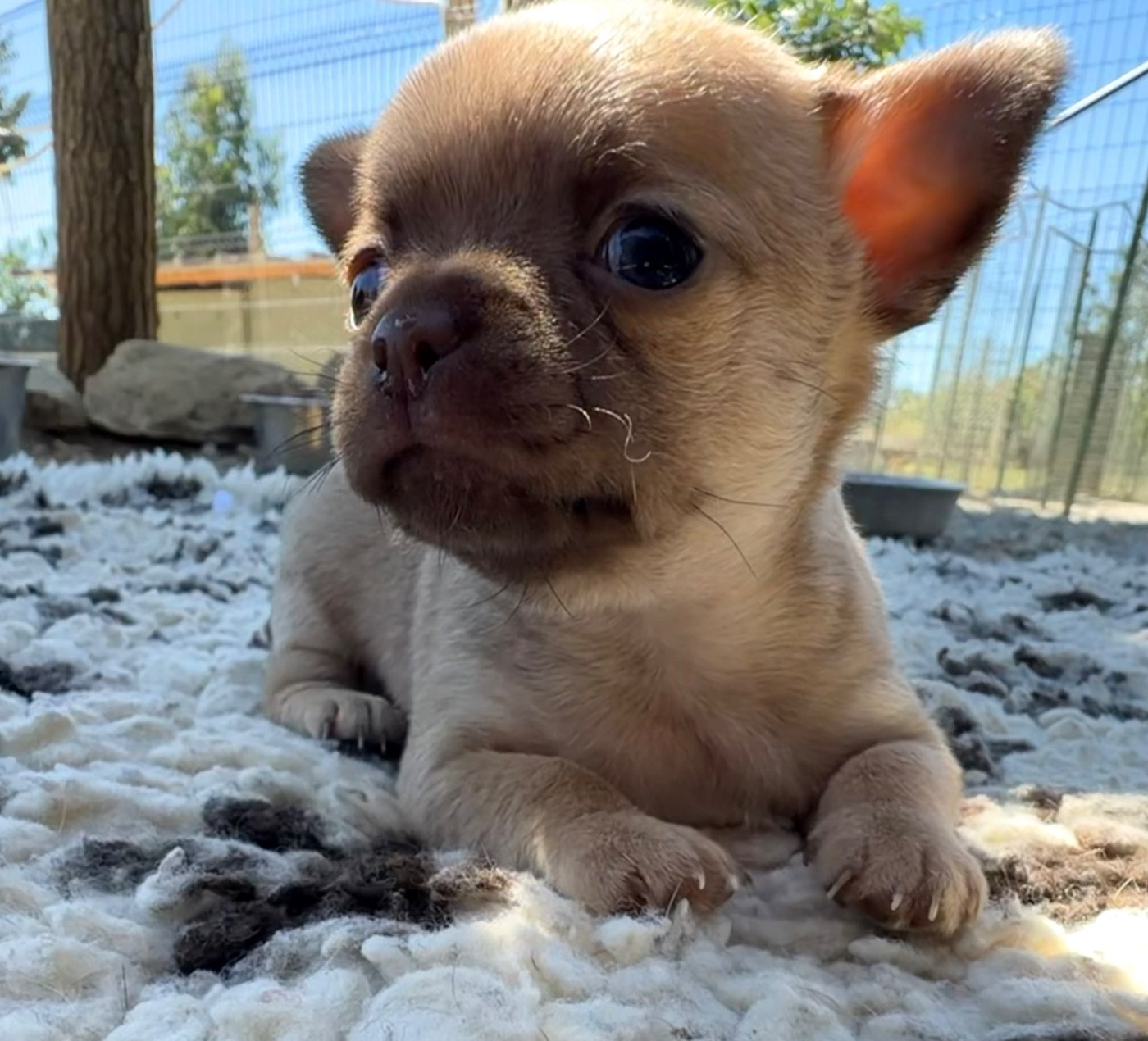 Des Niglots Du Gard - Chiots disponibles - Chihuahua