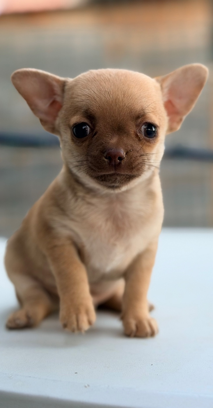 Des Niglots Du Gard - Chiots disponibles - Chihuahua