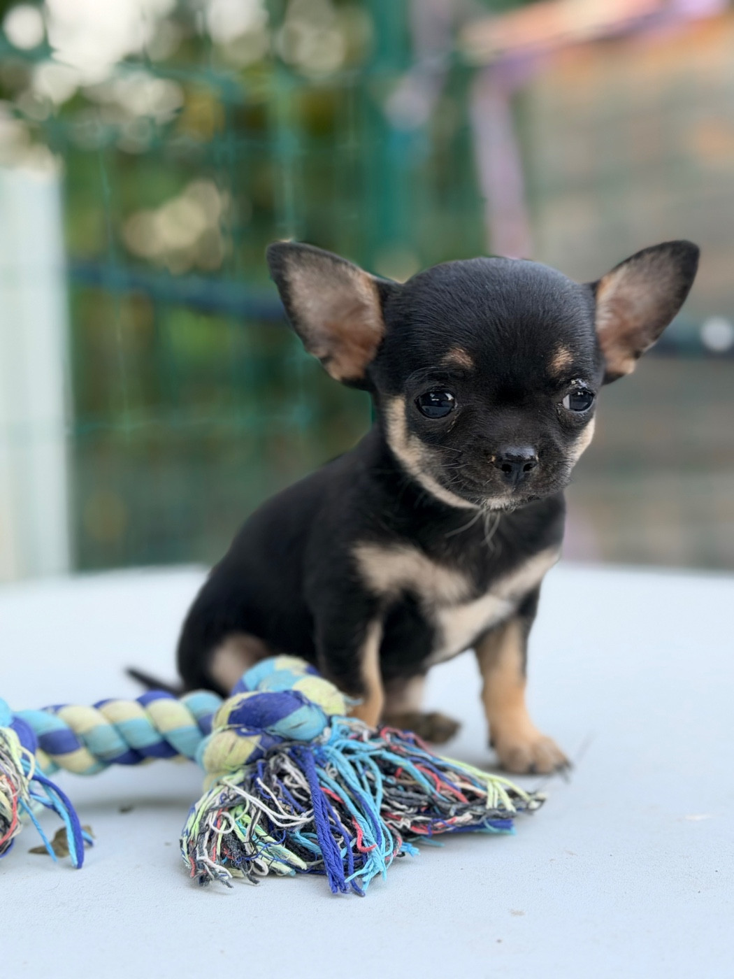 Des Niglots Du Gard - Chiots disponibles - Chihuahua