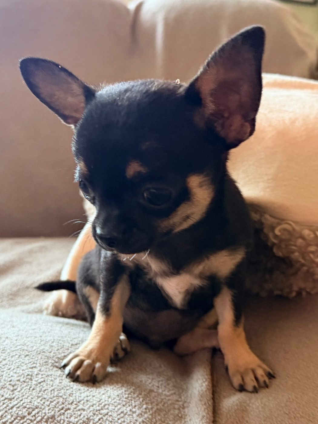 Des Niglots Du Gard - Chiots disponibles - Chihuahua