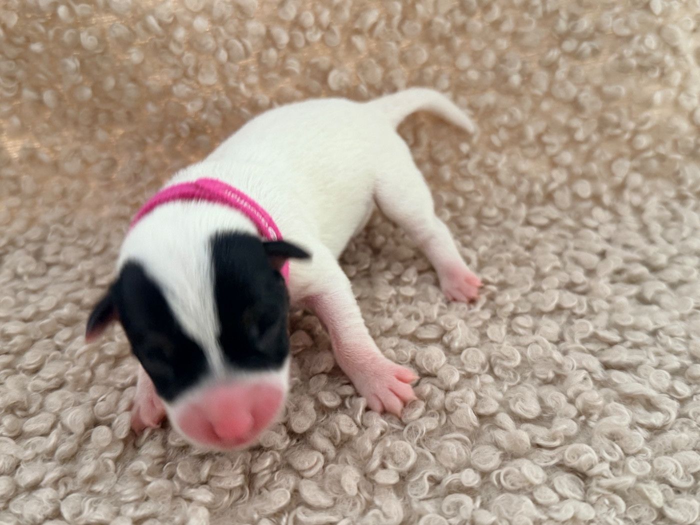 Des Niglots Du Gard - Chiots disponibles - Jack Russell Terrier