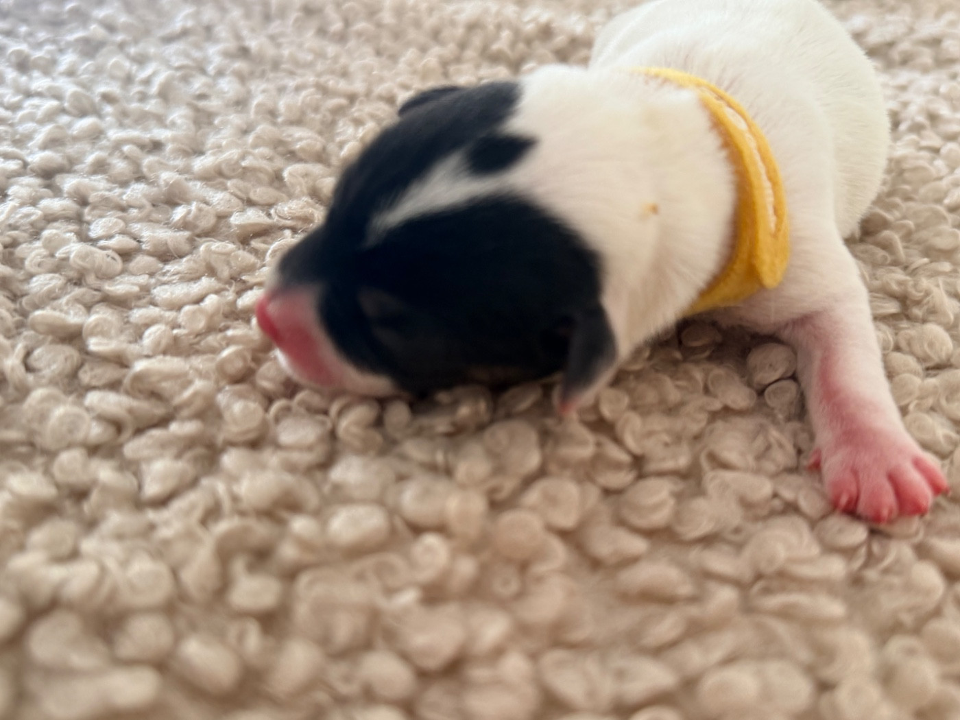 Des Niglots Du Gard - Chiots disponibles - Jack Russell Terrier