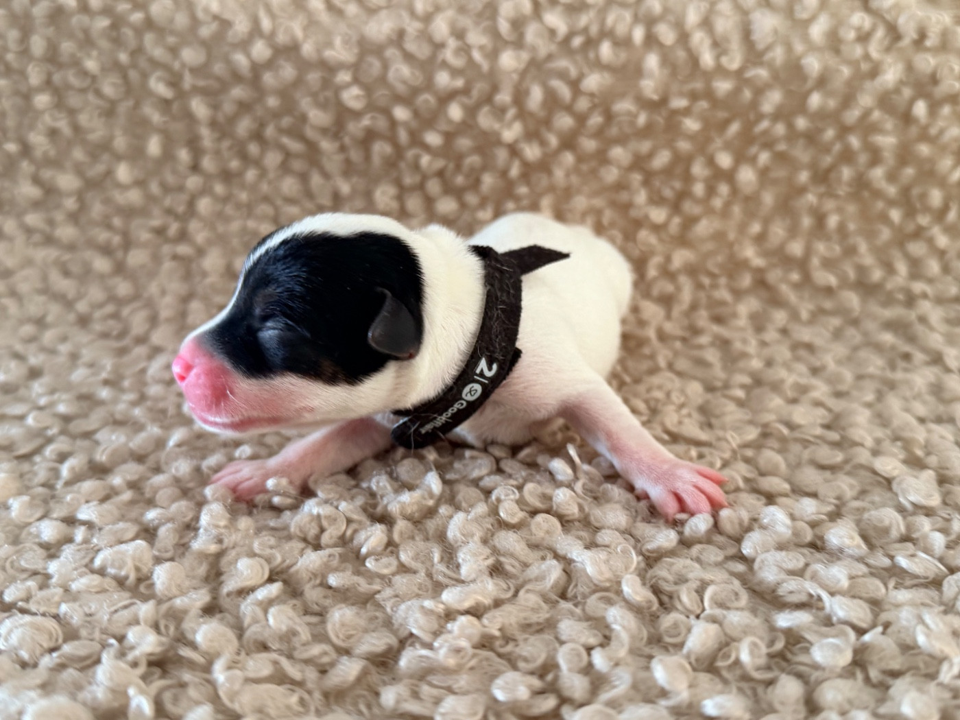 Des Niglots Du Gard - Chiots disponibles - Jack Russell Terrier
